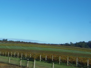 Donnelly River Vineyards