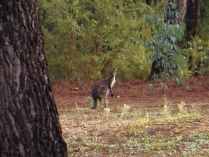 Kangaroos at Shannon Campground